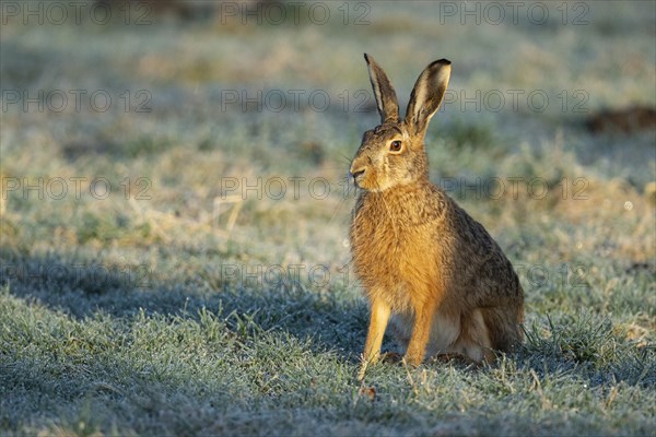 Brown hare