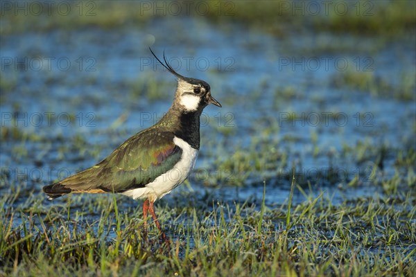 Northern lapwing