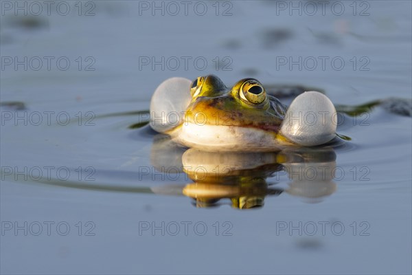 Green frog