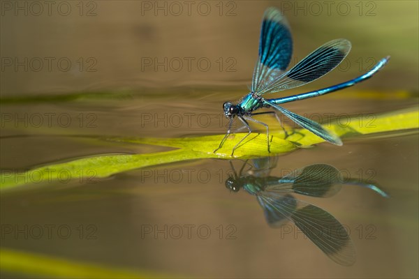 Banded demoiselle