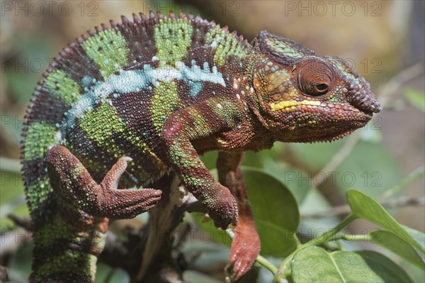 Panther chameleon