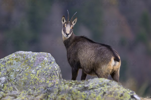 Chamois