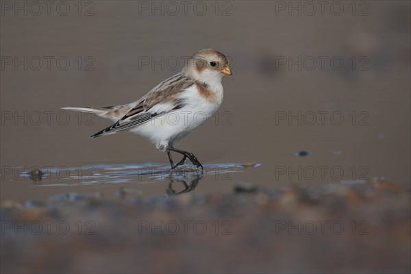 Snow bunting