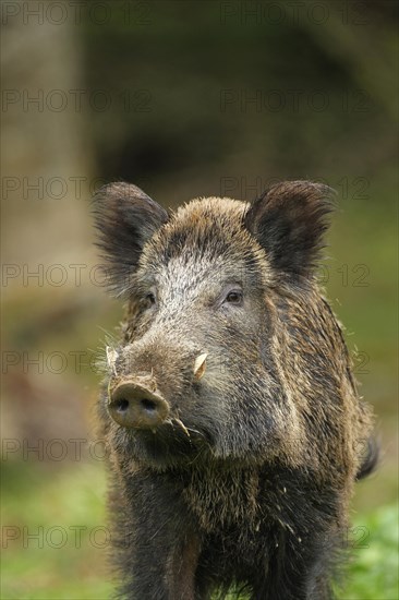 Wild boar