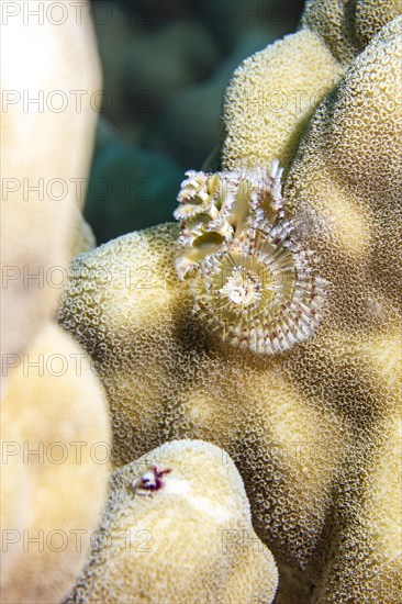 Christmas tree worm