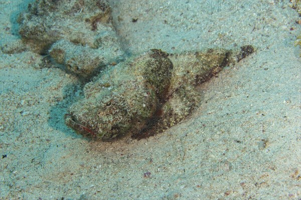 Reef stonefish