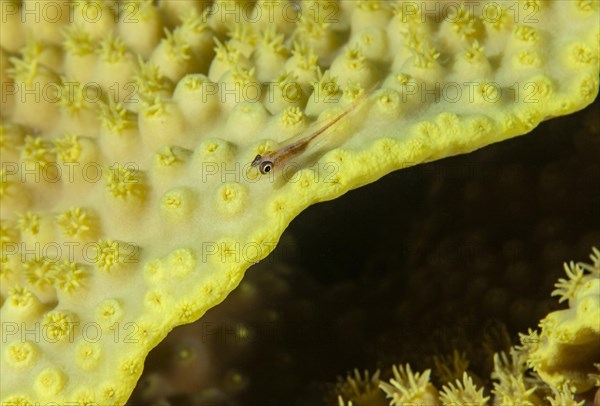 Goby on stone coral