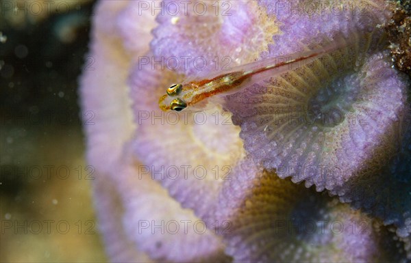 Goby on stone coral