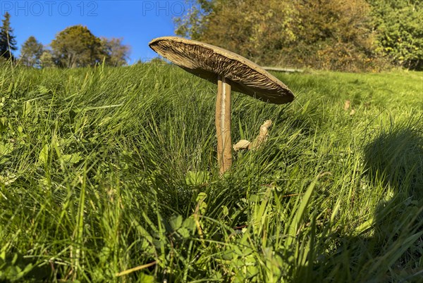 Field mushroom