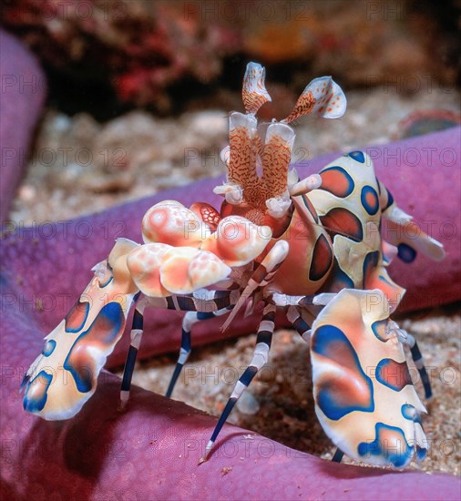 Close-up of eastern harlequin shrimp