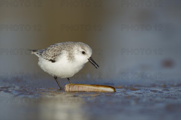 Sanderling