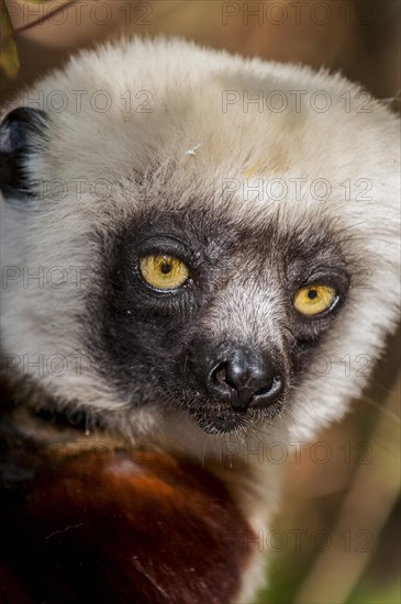 Coquerel's sifaka