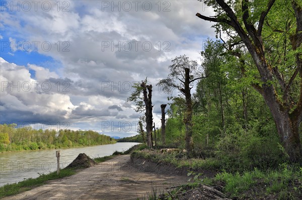 Cut trees and construction site access road along a river