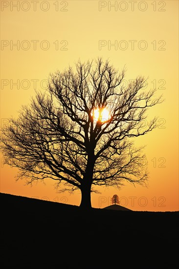 Silhouettes of an oak tree