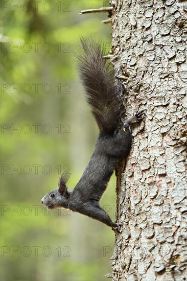 Eurasian red squirrel