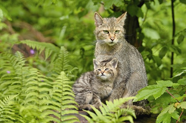 European wildcat