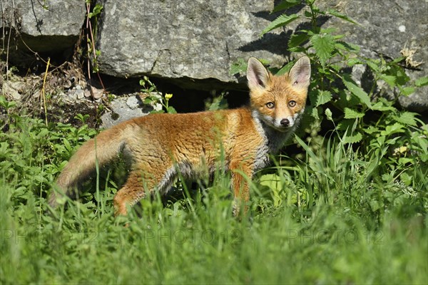 Red fox