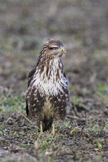 Common steppe buzzard