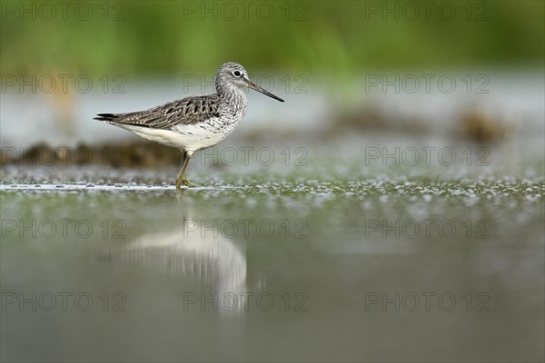 Common greenshank