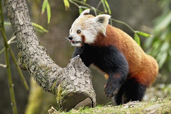 Red panda