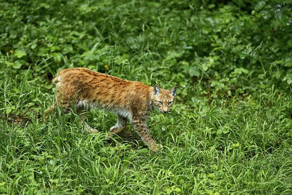 Eurasian lynx