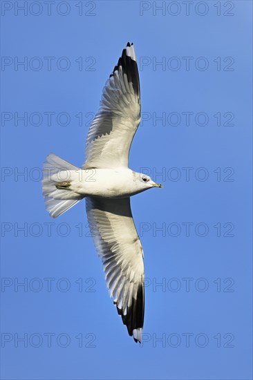 Yellow-legged gull