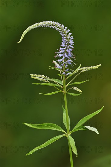 Flowering medicinal speedwell