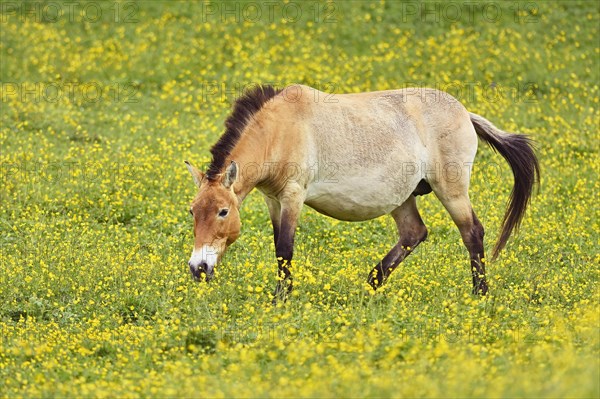 Przewalski's horse