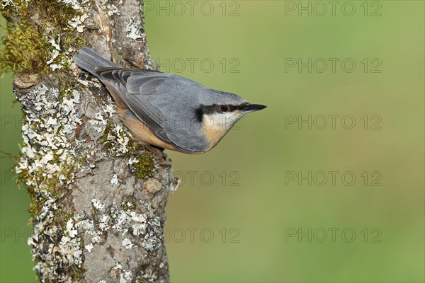 Eurasian nuthatch