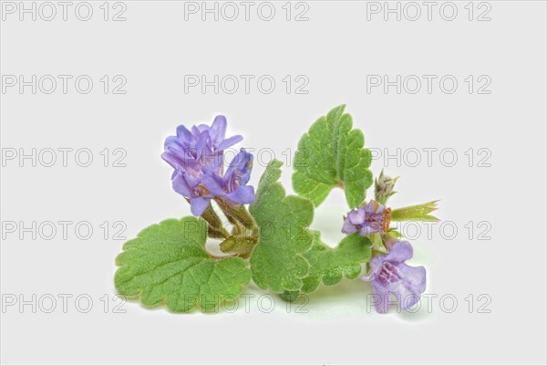 Medicinal plant Gundermann