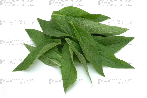 Medicinal plant common comfrey