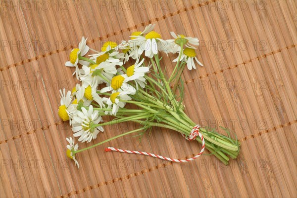 Medicinal plant Chamomile