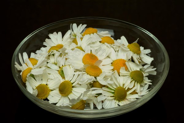 Medicinal plant Chamomile