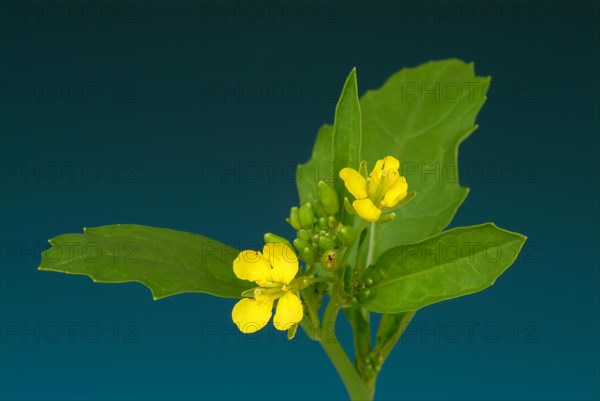 Black mustard