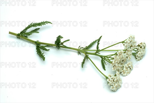 Common yarrow