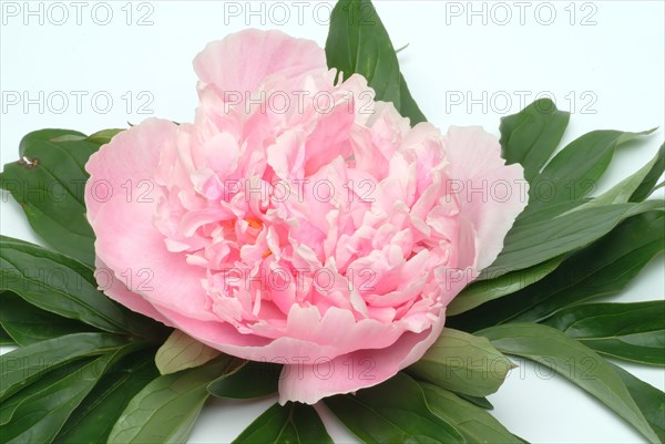 European peony