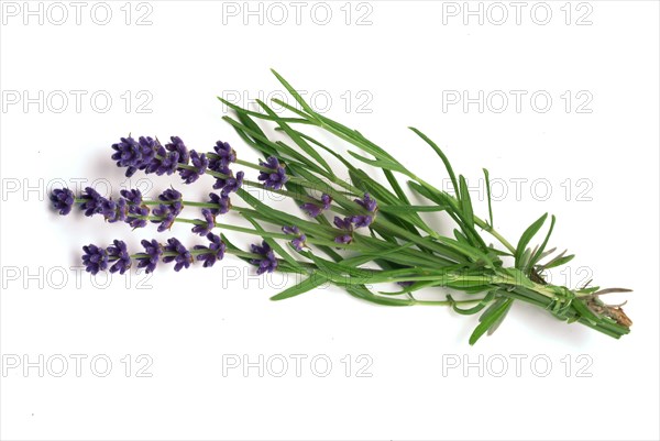 True lavender or narrow-leaved lavender