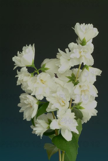 True common jasmine