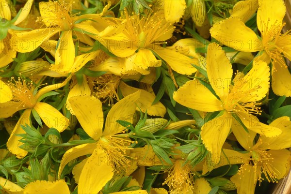 Medicinal plant St. John's wort