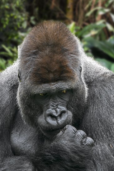 Western lowland gorilla