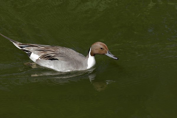 Pintail