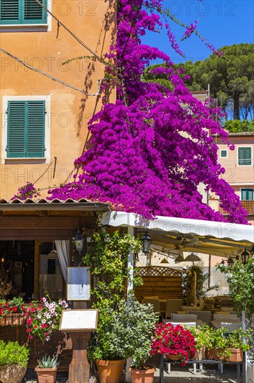 Restaurant with purple bougainvillea