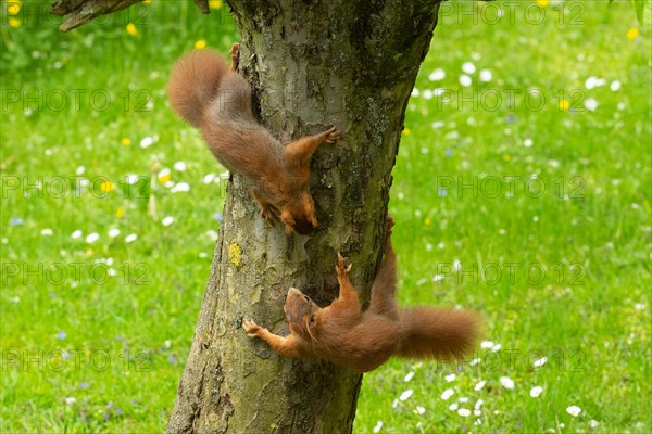 Squirrel two animals hanging over each other on a tree trunk looking at each other