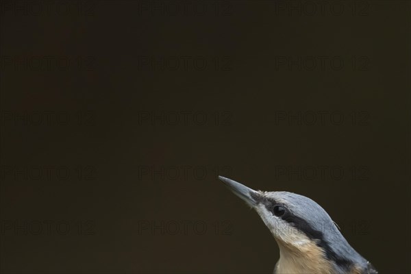 European nuthatch