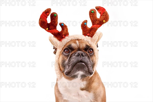 French Bulldog dog with Christmas reindeer antler costume on white background