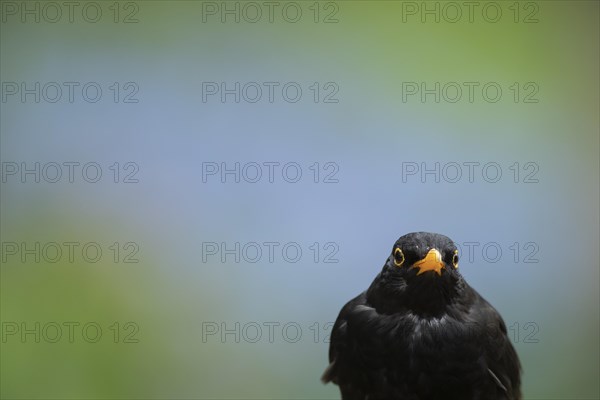 European blackbird