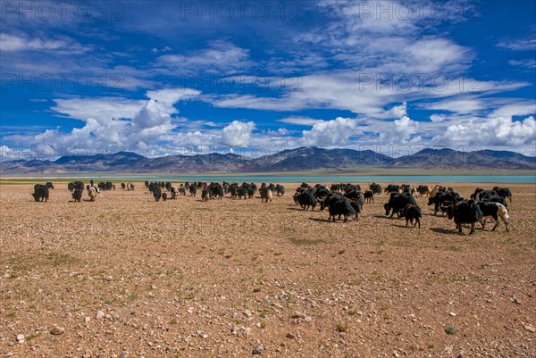 Yaks on the open wide tibetan landscape along the road from Tsochen to Lhasa