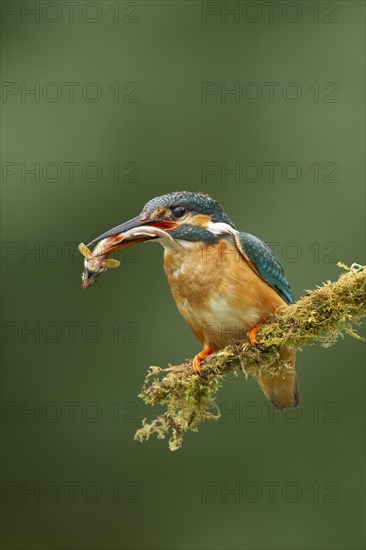 Common kingfisher