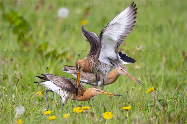 Black-tailed Godwit