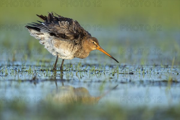 Black-tailed Godwit